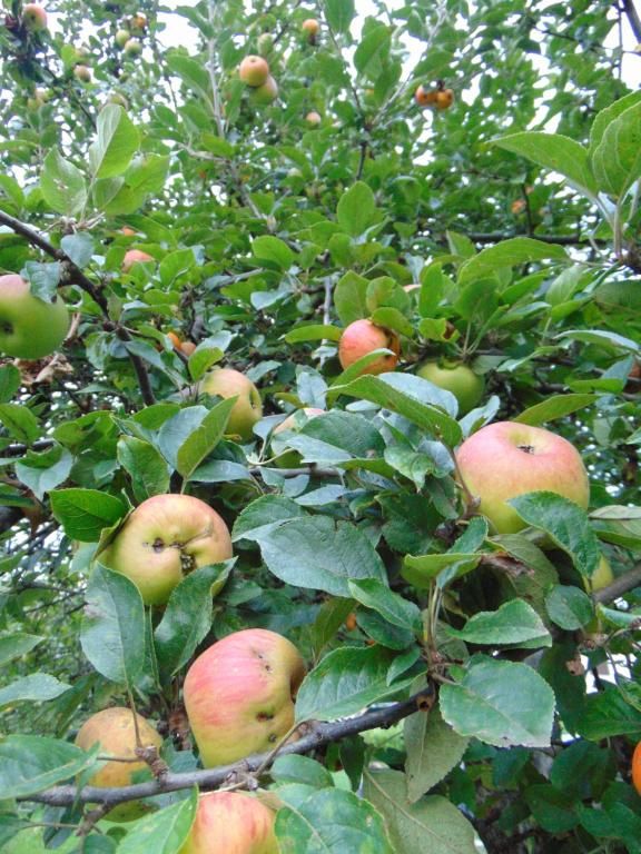 Дома для отпуска Apple House Цетине