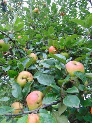 Дома для отпуска Apple House Цетине Дом с 1 спальней-72