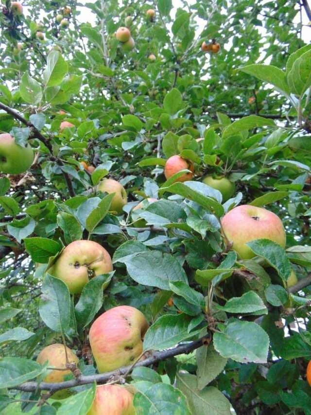 Дома для отпуска Apple House Цетине-17